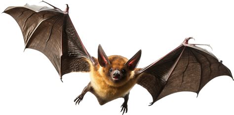 bat flying png